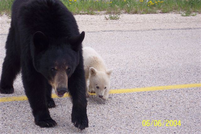articles: WhiteBlackBear1.jpg articles: WhiteBlackBear1.jpg